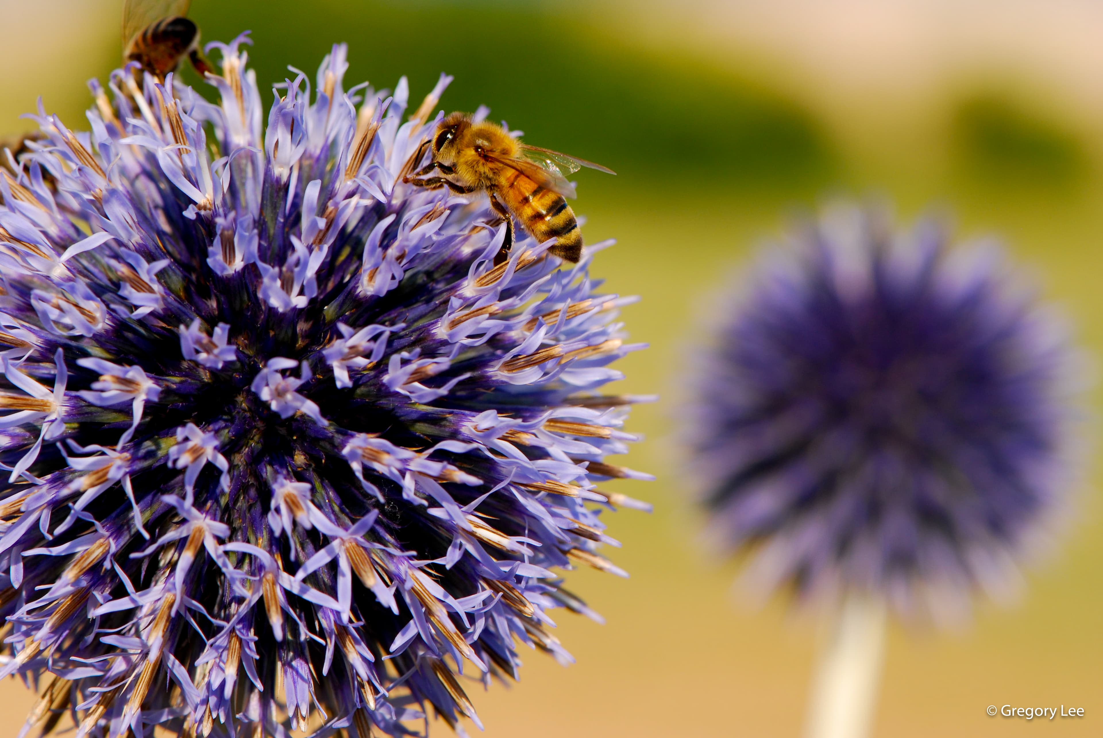 Bees on Balls