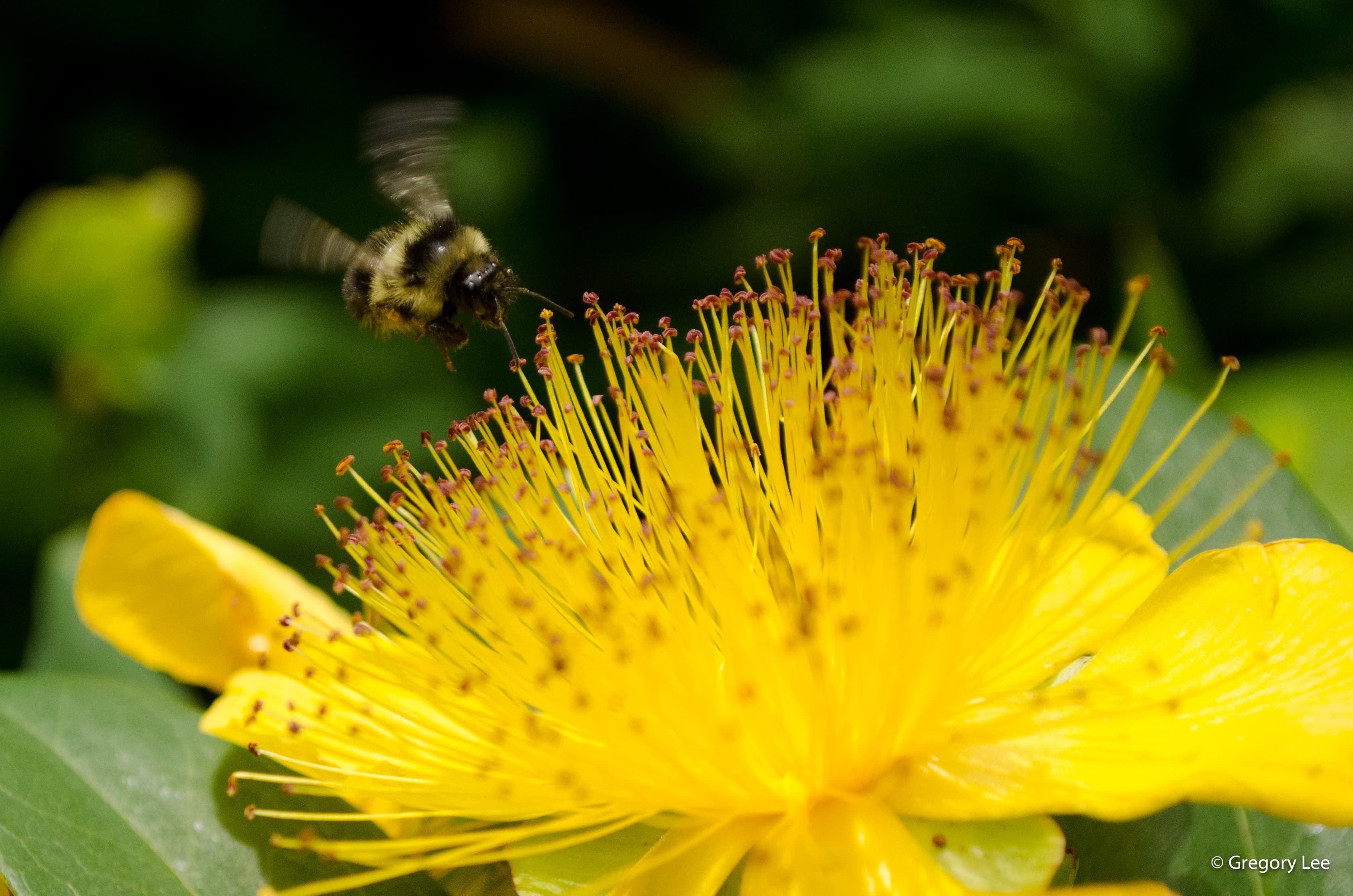Bee landing