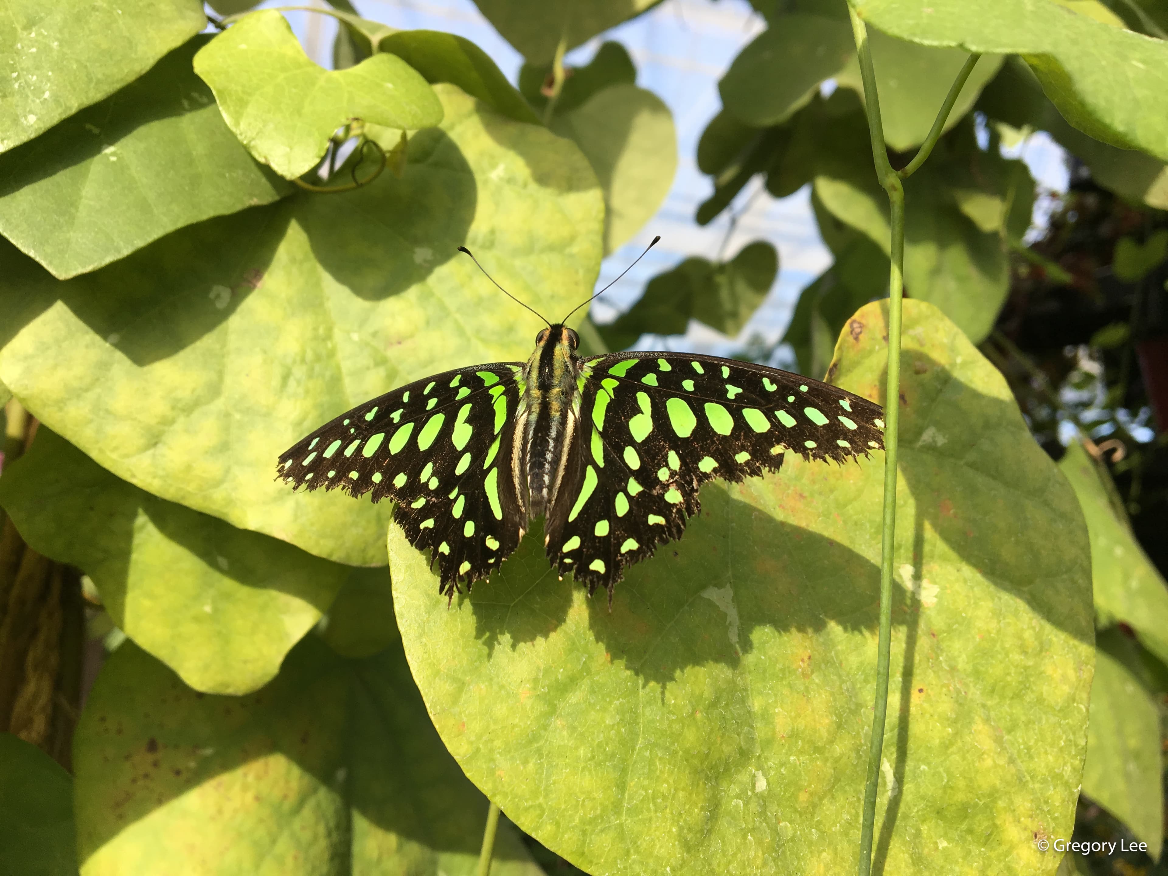 Green Moth