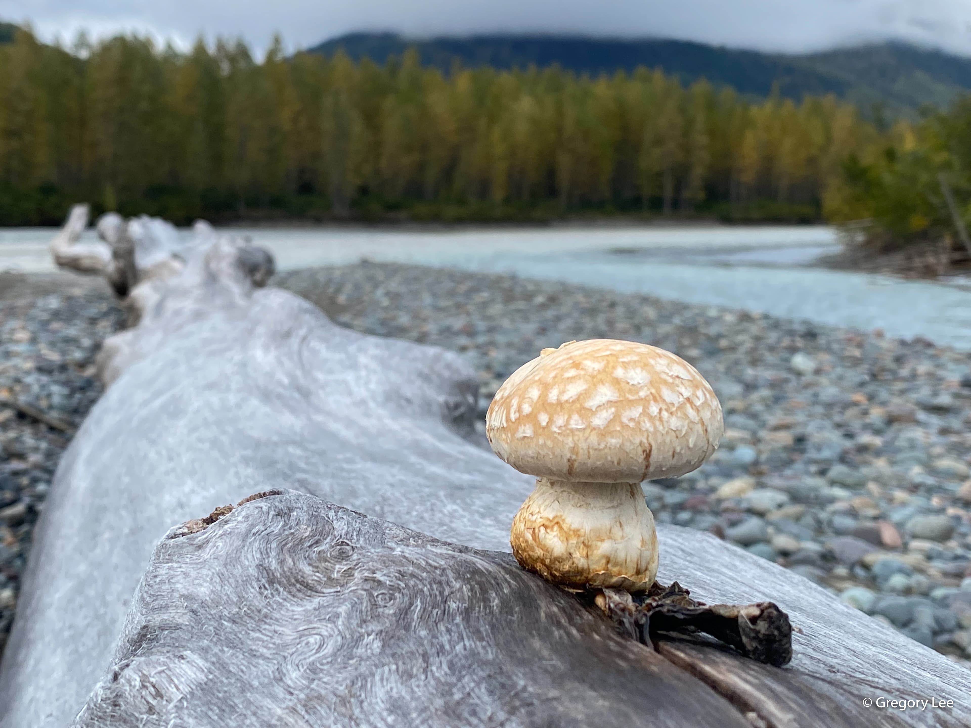 Mushroom Log