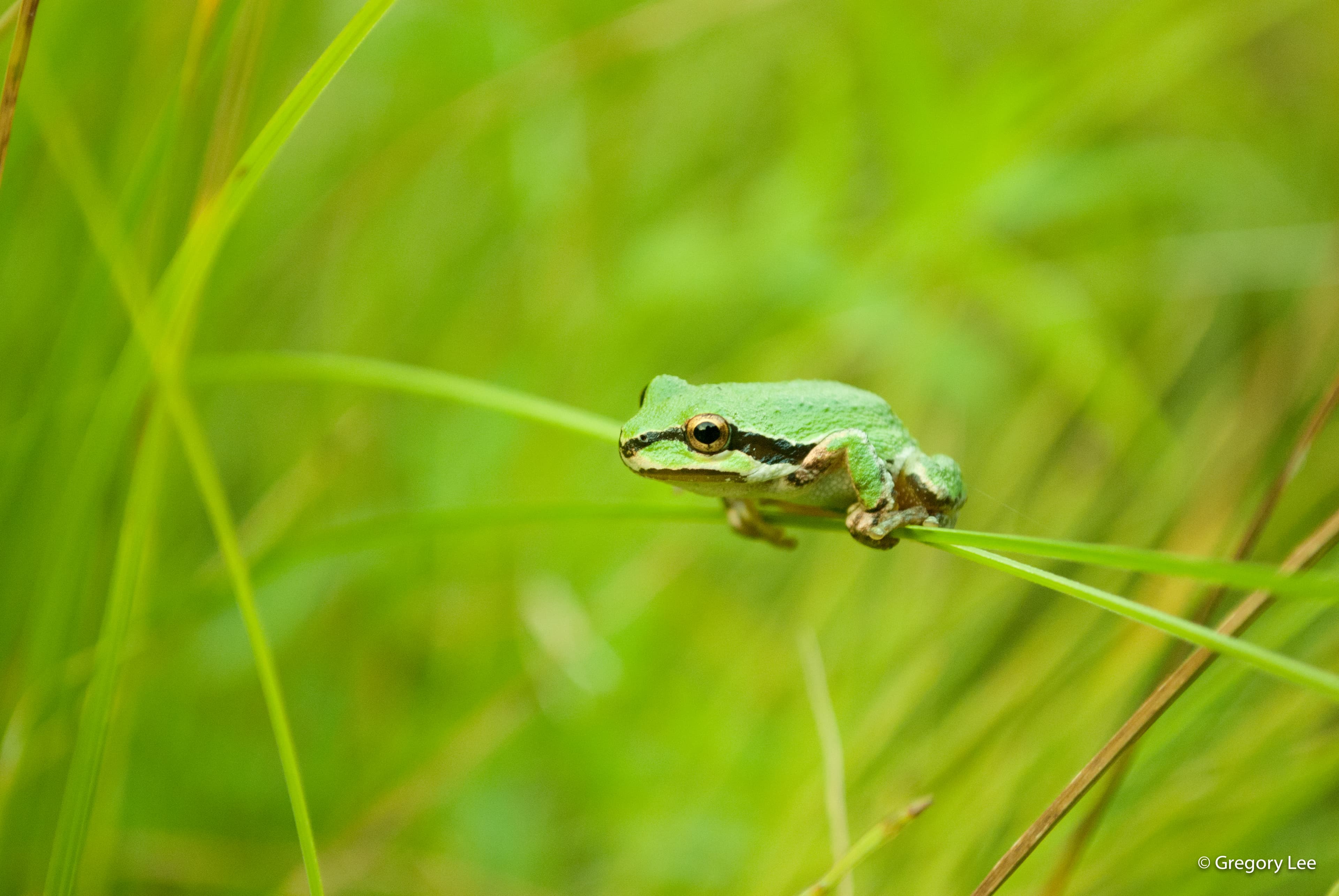 Rogue Frog