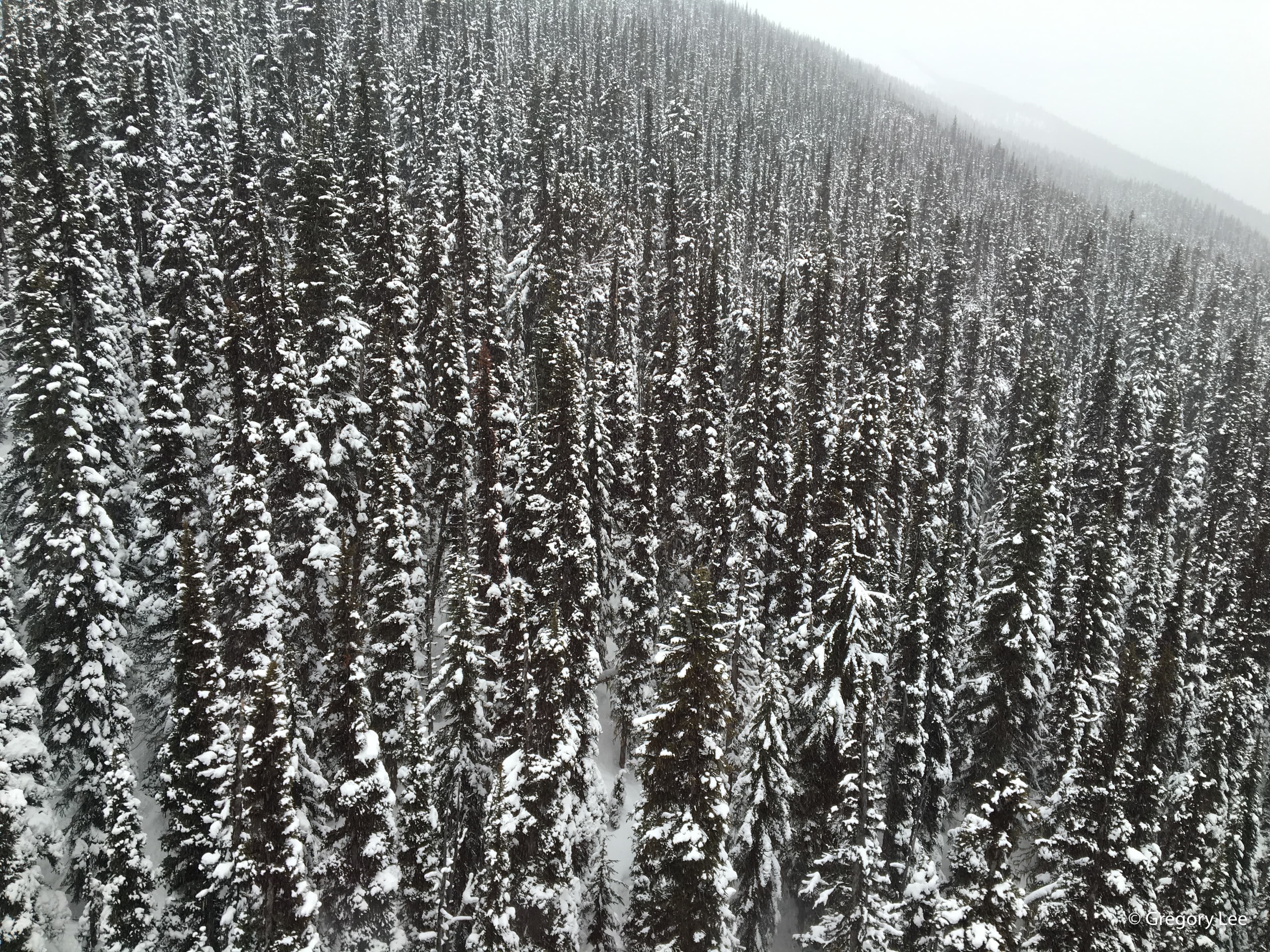 Winter Trees