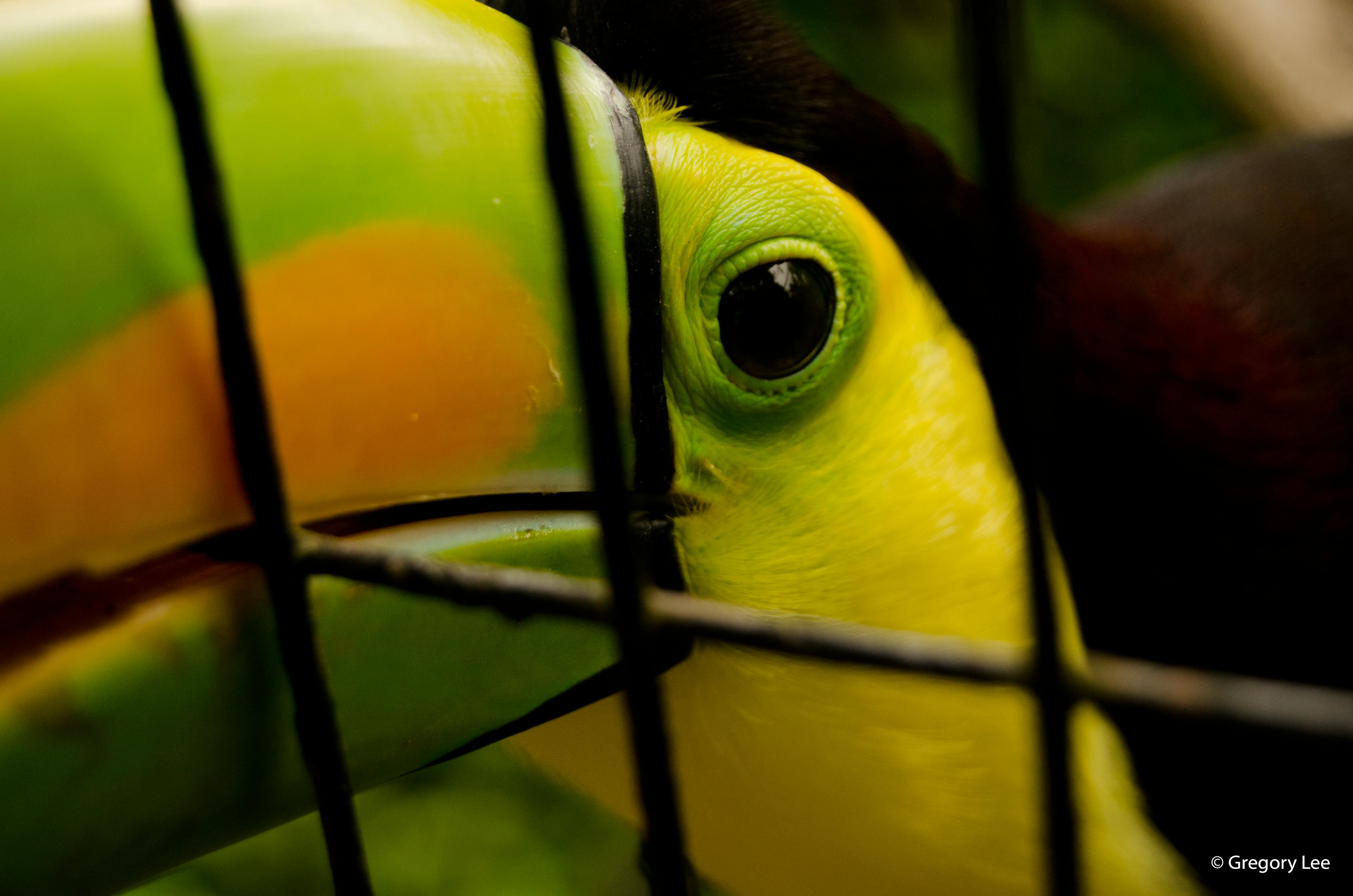 Belize Toucan
