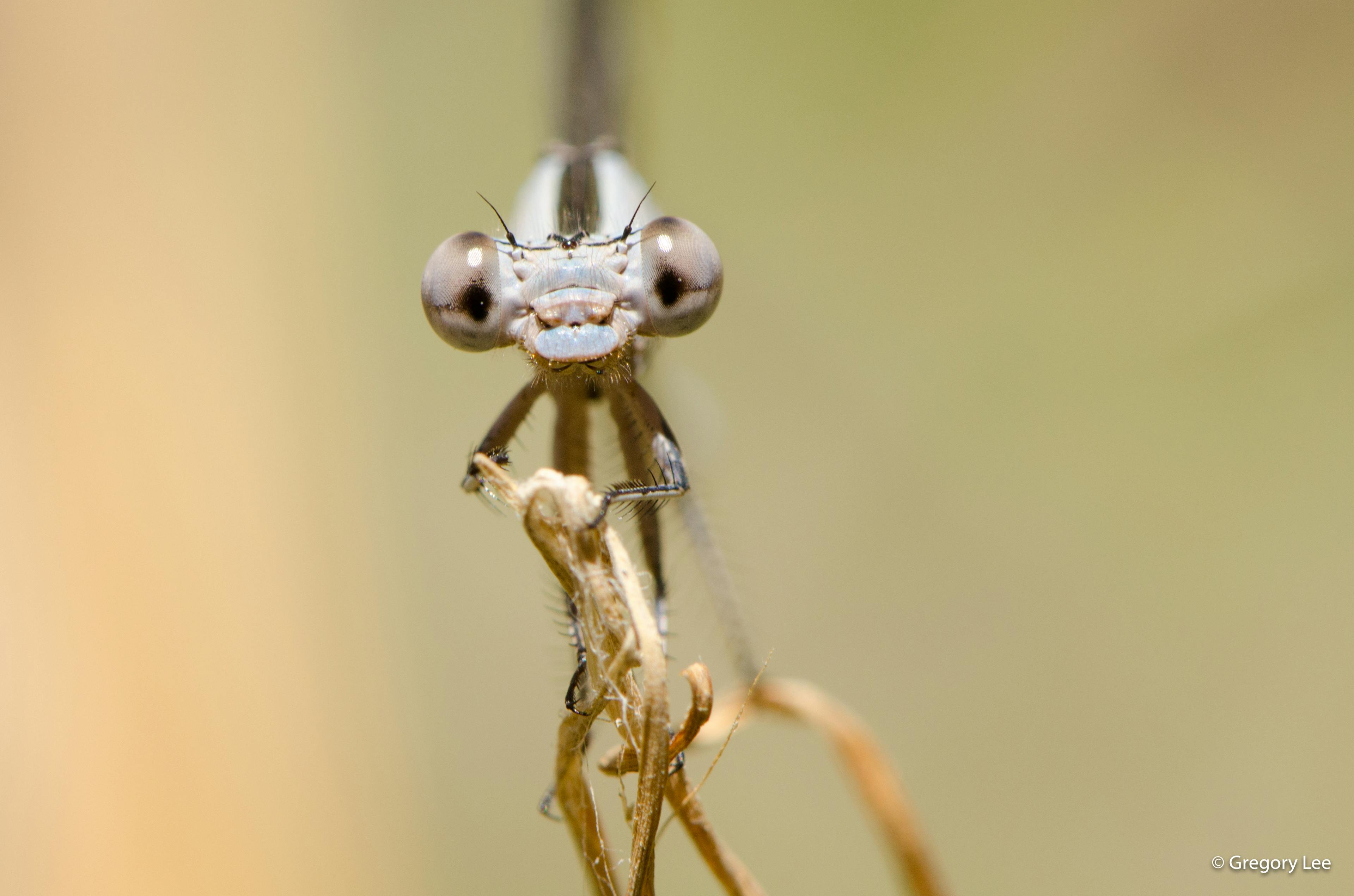 The Eyes of a Dragonfly
