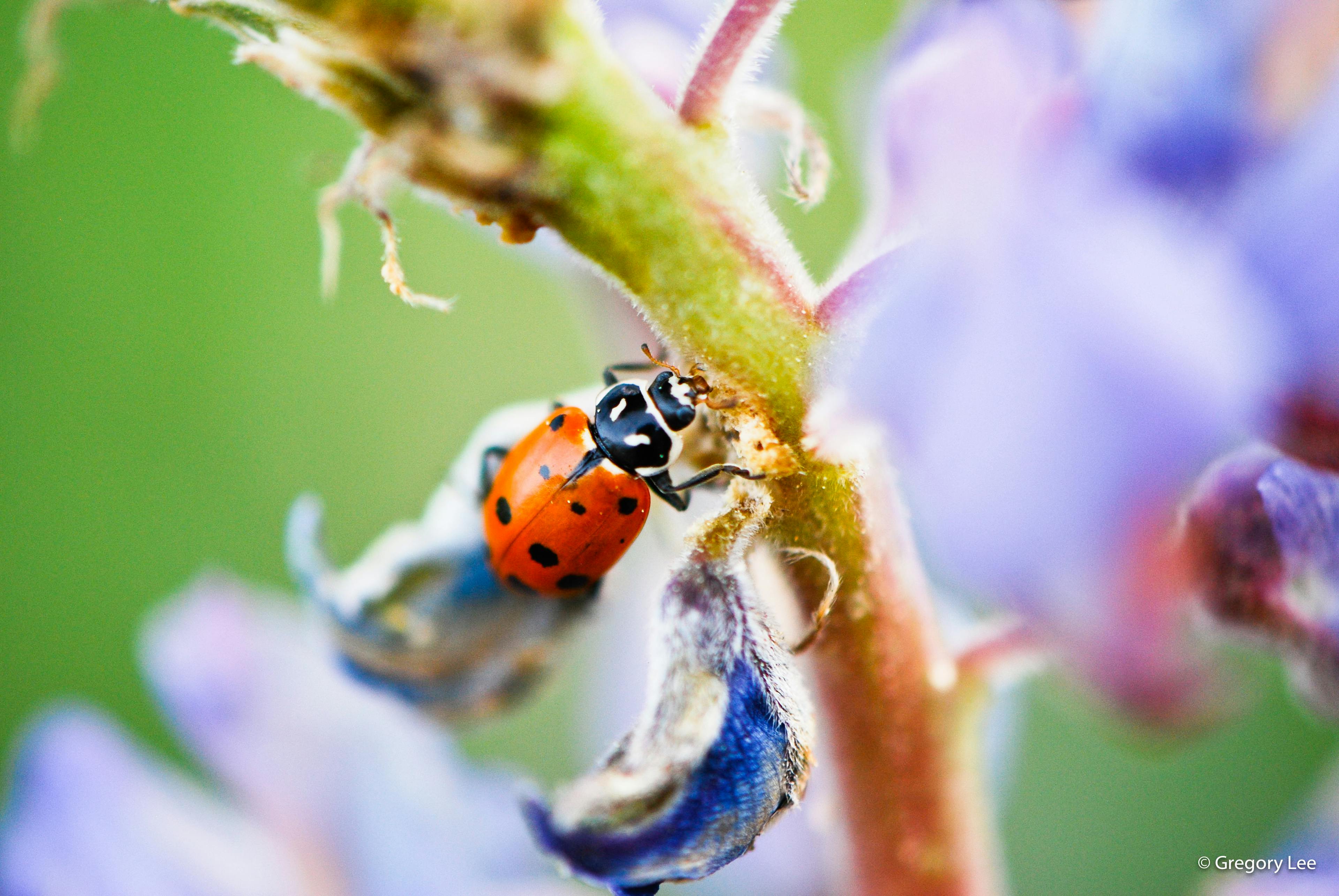 Ladybug on a Lupine